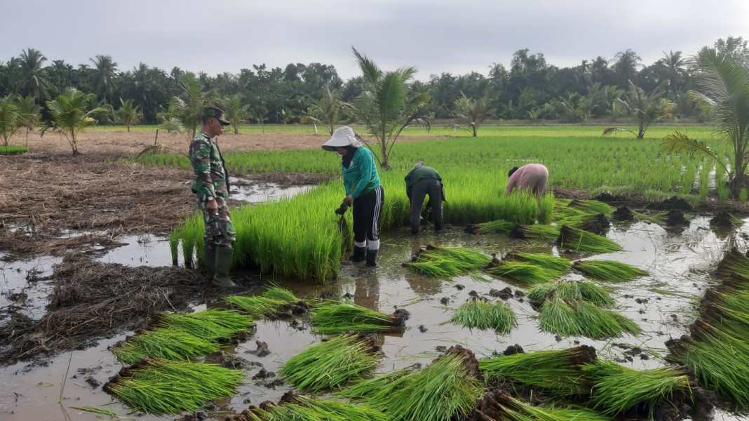 Ciptakan Ketahanan Pangan Masyarakat: Babinsa Koramil 07/Reteh Melaksanakan Penanaman Bibit Padi Bersama