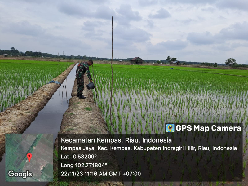 Pendampingan Hampangan Penanaman Padi Bersama Babinsa Koramil 03/Tpl Dengan Petani