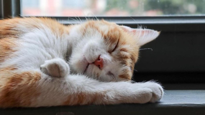 Abah Grandong Makan Kucing Hidup-hidup buat Unjuk Gigi ke Pedagang