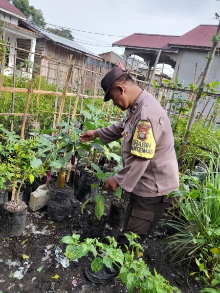 Di Balik Cabai dan Terong Pengalihan, Aiptu Agus Menanam Harapan untuk Indonesia