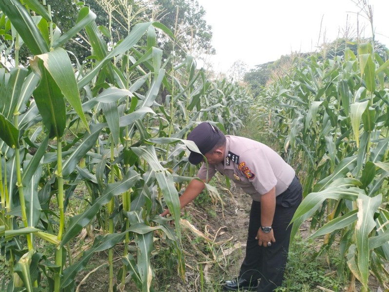 Bhabinkamtibmas Polsek Siak Pantau Perkembangan Tanaman Jagung Warga Binaan di Kampung Koto Ringin