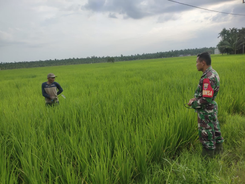 Demi Ketahanan Pangan, Koramil 07/Reteh Lakukan Pengecekan Ke Sawah Warga Untuk Lihat Perkembangan Padi