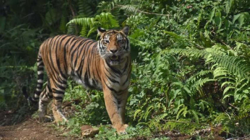 Warga Inhil Resah, Harimau Sumatra Sering Menampakkan Diri