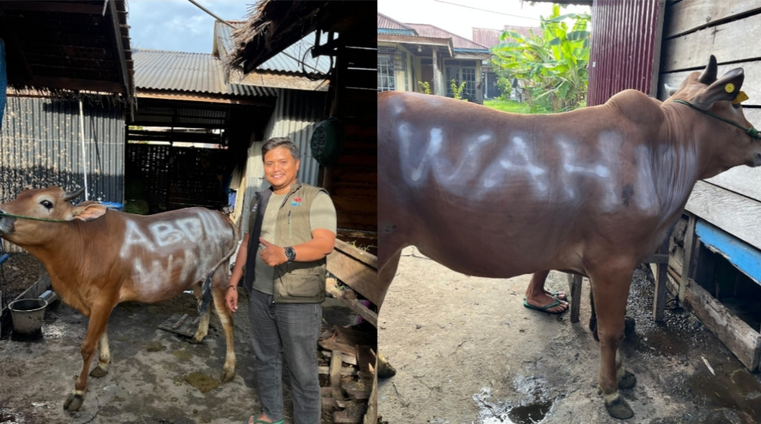 Gubernur Riau Terpilih, Abdul Wahid Menyumbang Sapi untuk Kegiatan Haul ke-88 Tuan Guru Sapat