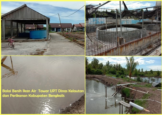 Aparat Penegak Hukum Diminta Segara Periksa UPT Balai Benih Ikan Air Tawar di Bengkalis Aparat Penegak Hukum Diminta Segara Periksa UPT Balai Benih Ikan Air Tawar di Bengkalis