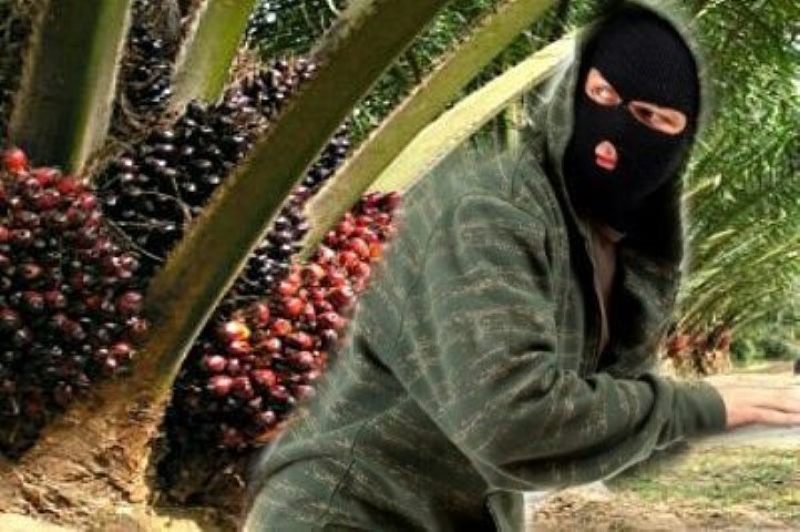 Sawitnya di Panen Orang Tak Dikenal,  Pemilik Kebun di Pelalawan ini Melapor ke Polisi