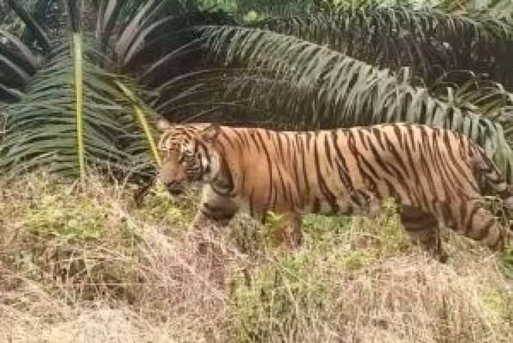 Diserang Harimau Sumatera di PT SPA, Arif Nyaris Tewas