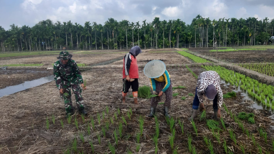 Pengecekan Tanaman Padi Oleh Babinsa Koramil 07/Reteh di Kelompok Tani Sumber Rezeki