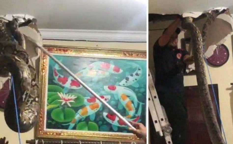 Awalnya Dikira Cuma Kucing, Pemilik Rumah Kaget Ada Ular Piton Besar Sembunyi di Plafon Awalnya Dikira Cuma Kucing, Pemilik Rumah Kaget Ada Ular Piton Besar Sembunyi di Plafon