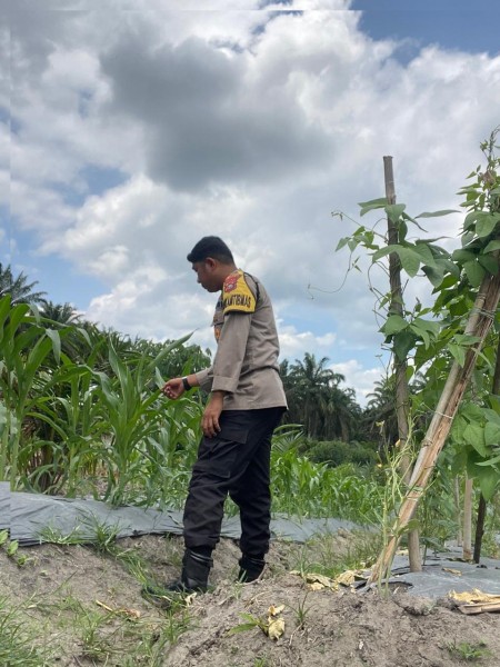 Bhabinkamtibmas Benteng Hulu Bripka Okta Nugraha Memantau Dan Berikan Support Kepada Petani Jagung