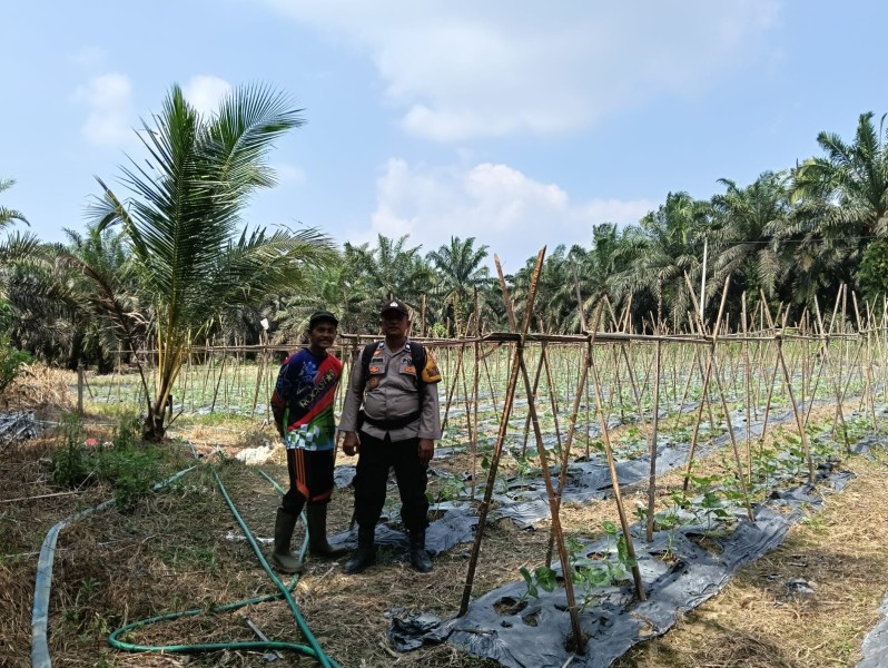 Dari Dusun Latang untuk Ketahanan Pangan, Polsek Kemuning Dampingi Petani Timun Sekara