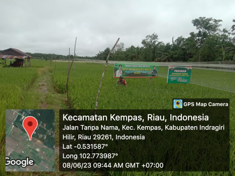 Pengecekan Tanaman Padi yang Mulai Berbuah oleh Sertu Mardia Di Wilayah Koramil 03/Tpl