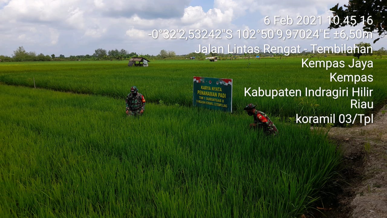 Kerja Nyata Koramil 03/Tempuling Dalam Perawatan Padi Diwilayah Binaannya