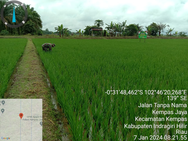 Dukung Keberhasilan Petani Babinsa 03/Tpl Bantu Semprot Dan Pantau Pertumbuhan Padi