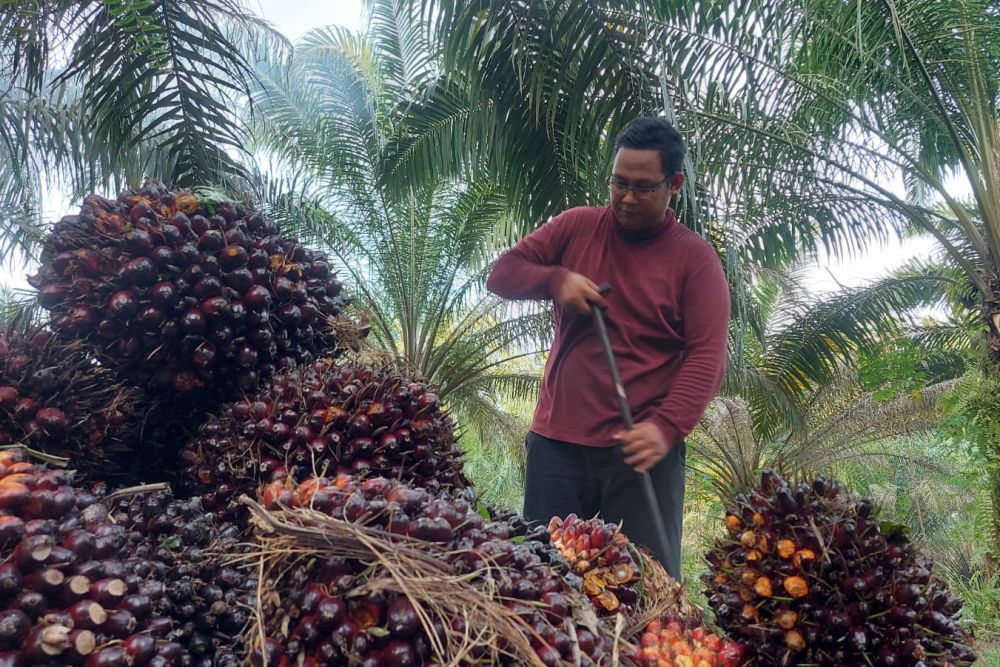 Harga Tandan Buah Sawit Turun Tipis, Ini Daftarnya