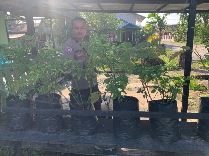 Bhabinkamtibmas Rambaian dan Warga Kompak Jaga Ketahanan Pangan Cabe