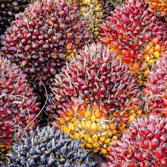 Harga Kelapa Sawit Mitra Plasma di Riau Turun Tipis