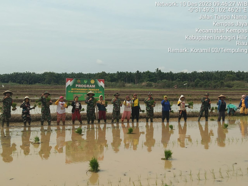 Dukung Ketahanan Pangan, Babinsa 03/Tpl Bersama Petani Tanam Padi di Lahan Demplot
