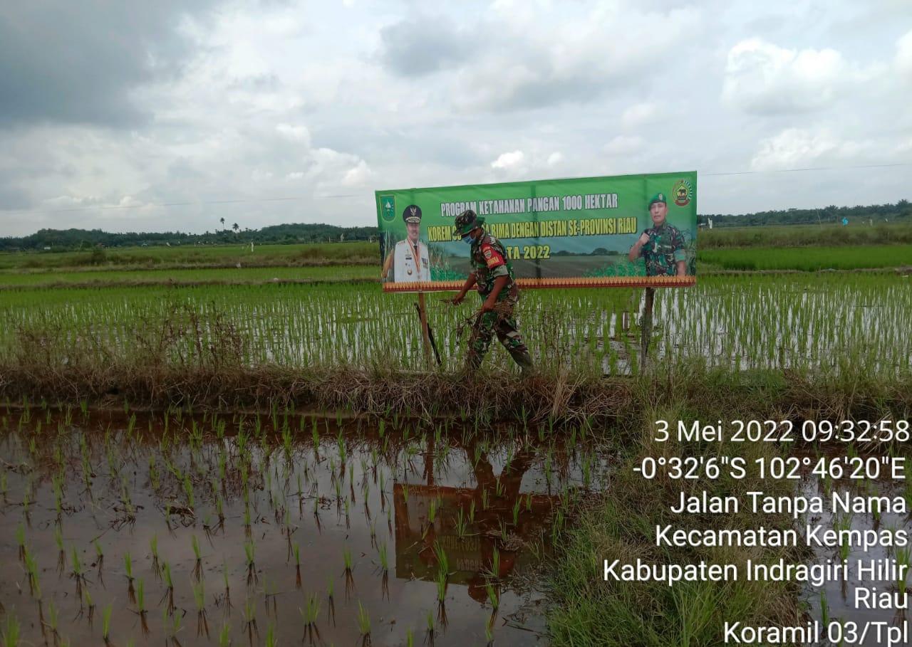 Babinsa 03/Tempuling Bantu Petani Membersihkan Rumput di Sawah