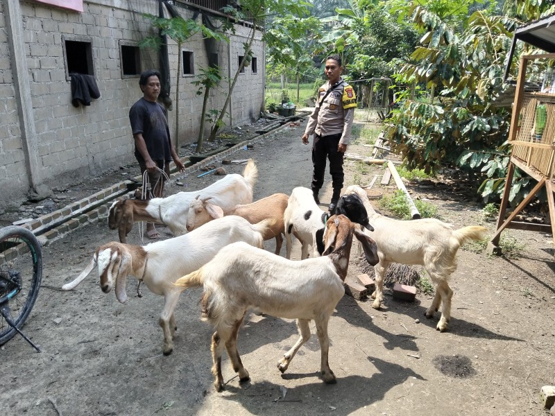 Bhabinkamtibmas Desa Petalongan Sambangi Peternakan Kambing Warga dalam Mendukung Ketahanan Pangan