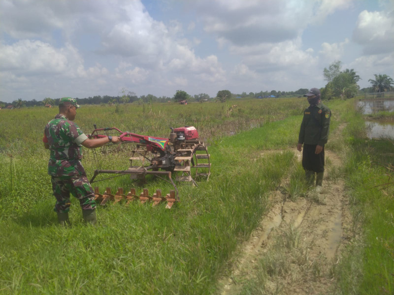 Babinsa 03/Tpl Dampingi Petani Olah Lahan Menggunakan Traktor