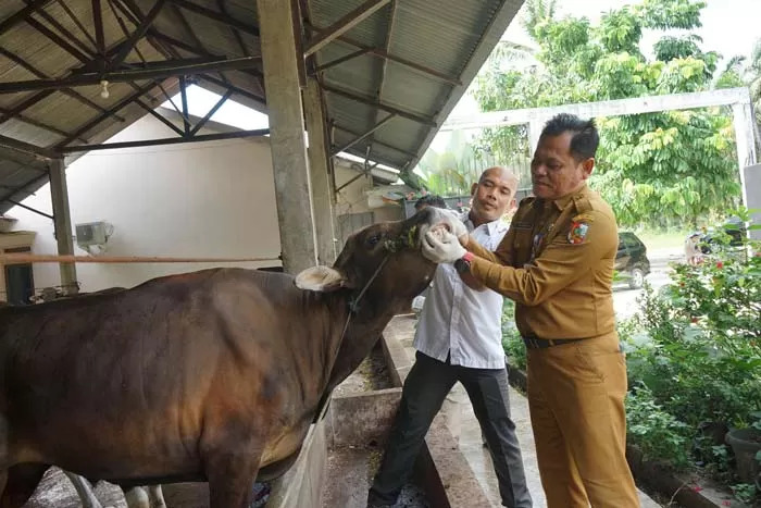 Antisipasi PMK dan LSD, Distankan Periksa 5.000 Ekor Hewan Kurban di Pekanbaru