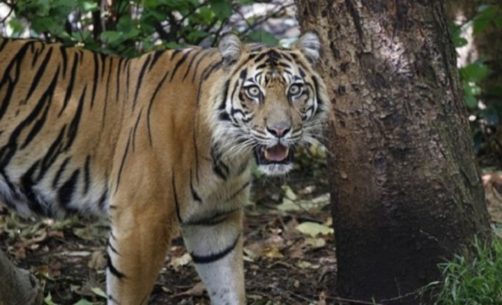 Menjadi-jadi, Harimau Terkam Dua Ekor Sapi Milik Warga