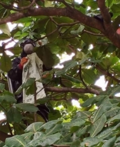 Meresahkan Santri, Damkar Evakuasi Sarang Tawon di Pesantren Daril Hikmah Pekanbaru