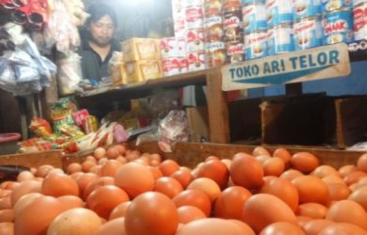Terungka, Ternyata ini Penyebab Naiknnya Harga Telur Ayam Ras 