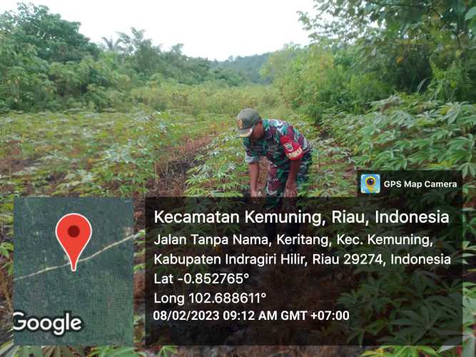 Dengan Perkembangan Gulma, Koramil 09/Kemuning Terus Lakukan Pembersihan Kebun