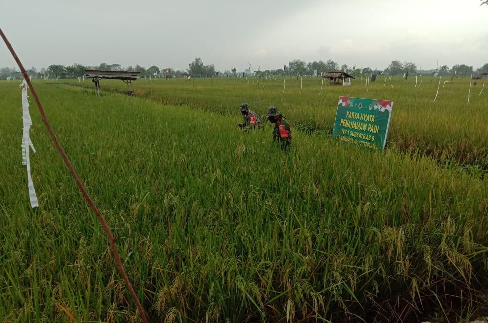 Babinsa 03/Tempuling Pantau Tanaman Padi Yang Tampak Menguning