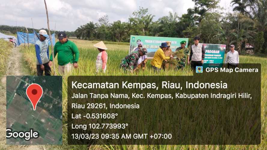 Koramil 03/Tpl Laksanakan Panen Padi Varietas Inpari 42