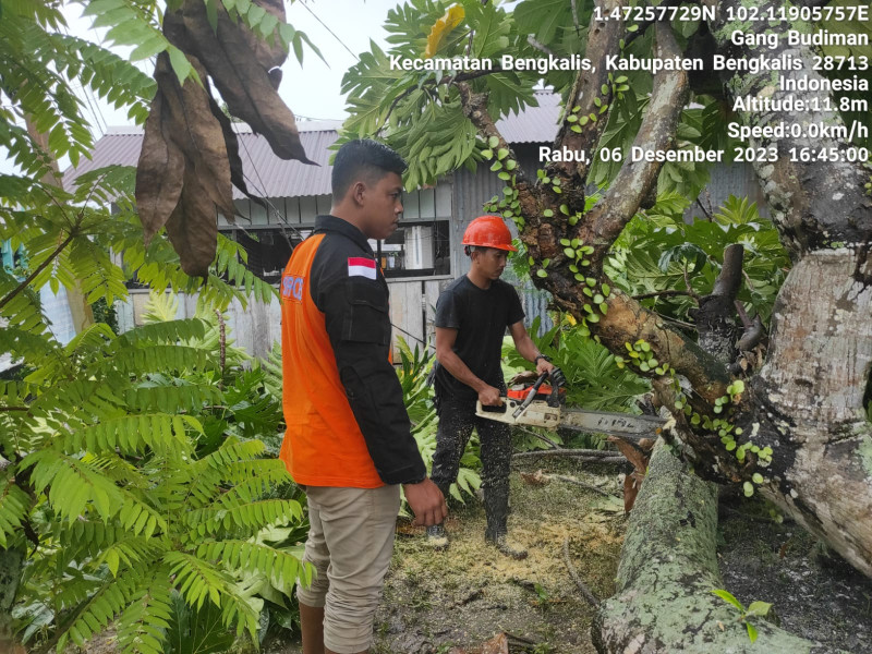 Pohon Besar Tumbang, Tim BPBD Bengkalis Gerak Cepat Lakukan Pembersihan