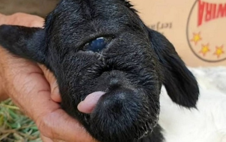 GEGER, Anak Domba Aneh Bermata Satu GEGER, Anak Domba Aneh Bermata Satu