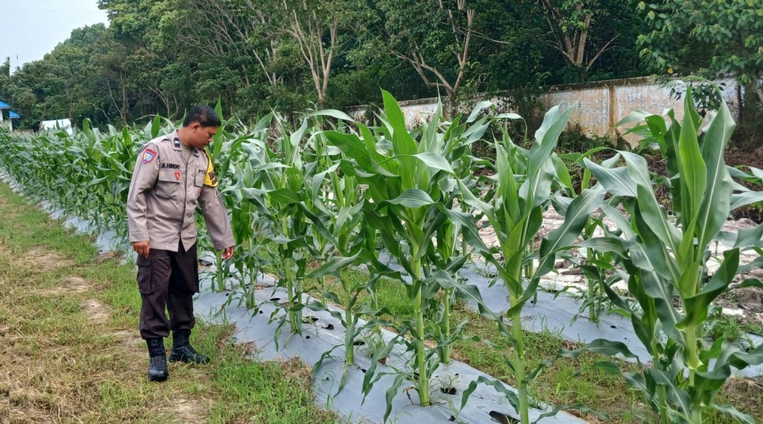 Bhabinkamtibmas Polsek Siak Ajak Petani Dukung Ketahanan Pangan Nasional