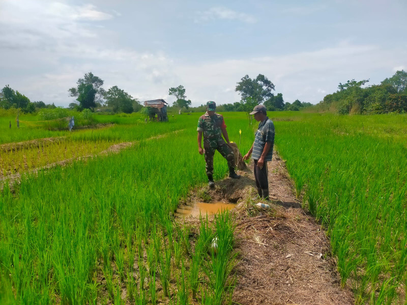Babinsa 03/Tpl Komsos Dengan Petani Sekaligus Bantu Tanam Padi