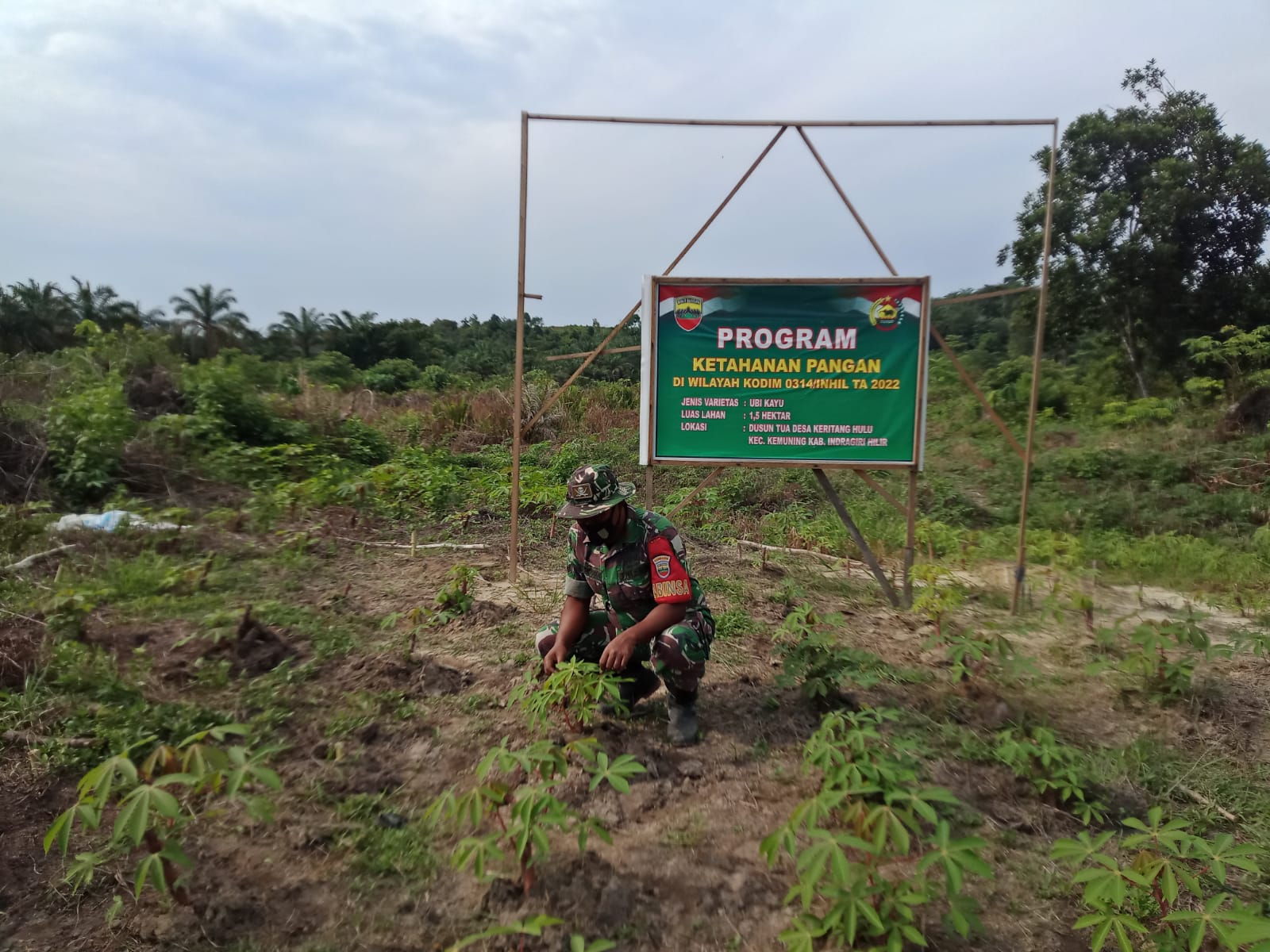 Ketahanan Pangan di Wilayah Koramil 09/Kemuning Guna Membersihkan Gulma