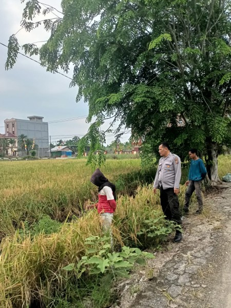 Kapolsek Keritang Dorong Ketahanan Pangan, Kanit Samapta Sambangi Lahan Padi Warga di Kotabaru Reteh