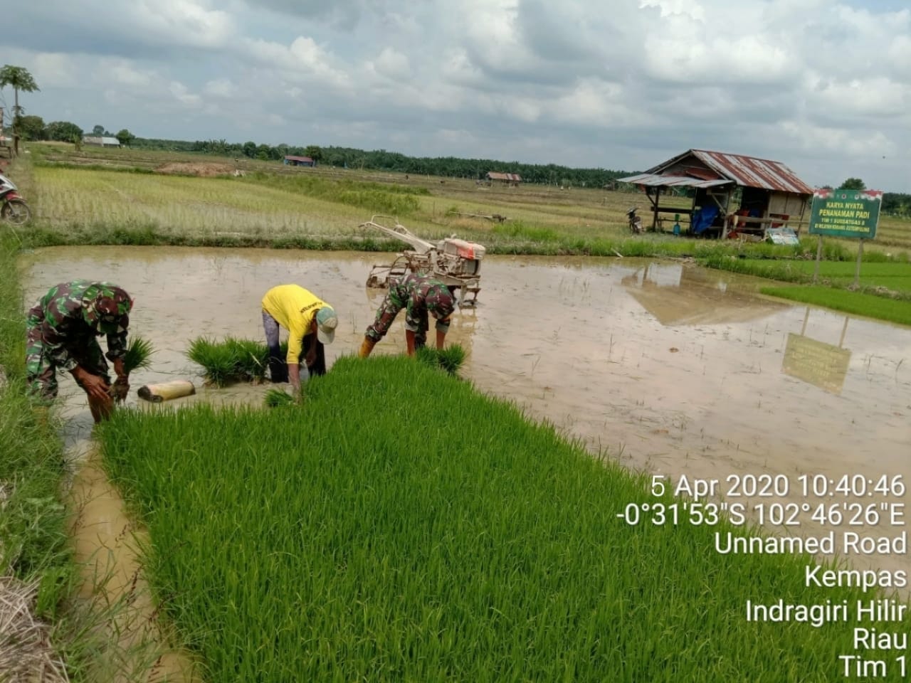 Berbaur dan Memberikan Motivasi, Babinsa Koramil 03/Tempuling Bantu Petani Menanam Padi Berbaur dan Memberikan Motivasi, Babinsa Koramil 03/Tempuling Bantu Petani Menanam Padi