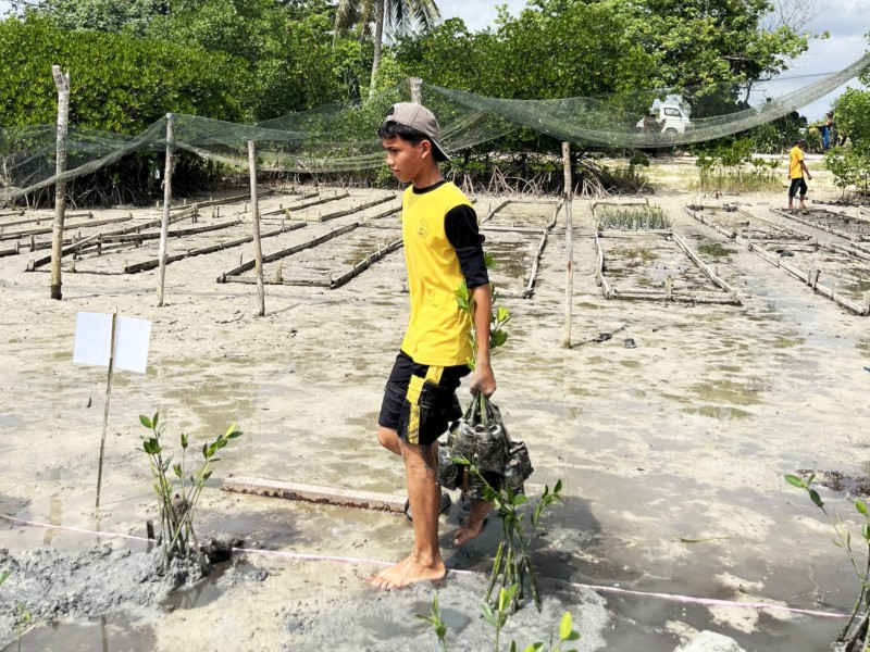 PLN Pulihkan Ekosistem Mangrove di Desa Berakit Lewat Program TJSL PLN Pulihkan Ekosistem Mangrove di Desa Berakit Lewat Program TJSL