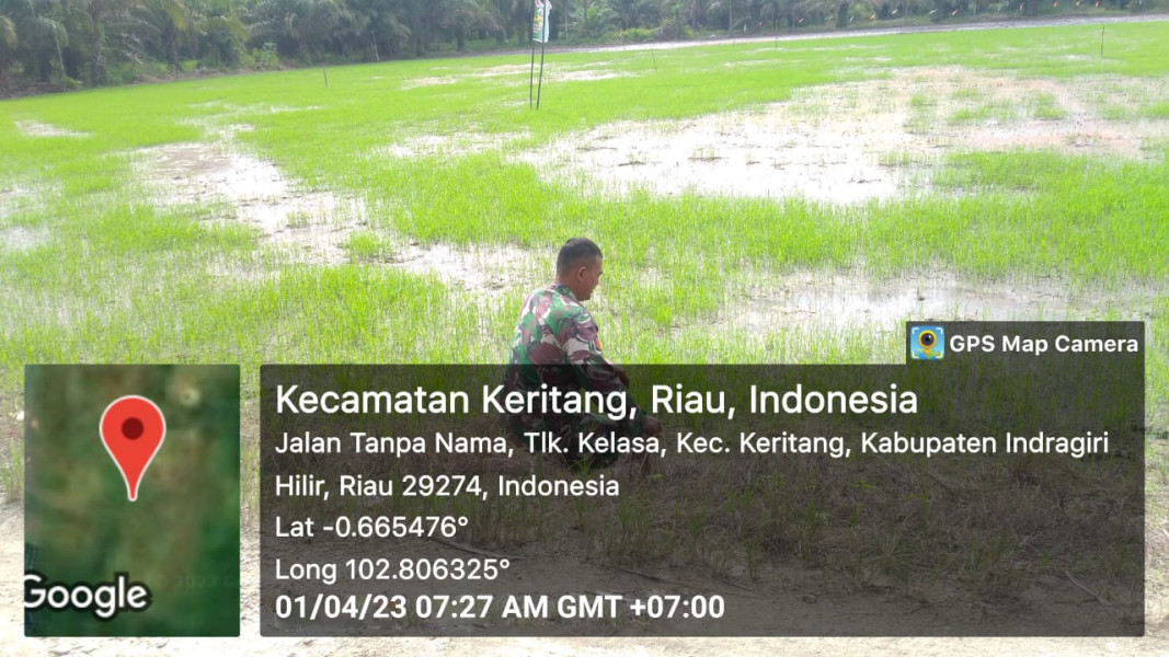 Koramil 09/Kemuning Tanam Bibit Padi Di Daerah