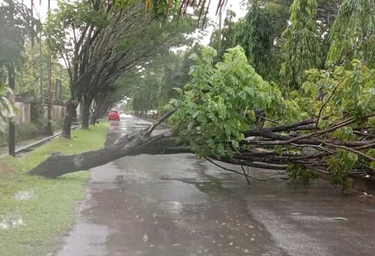 Pohon Besar Roboh di Tembilahan, Sempat Halangi Pengguna Jalan