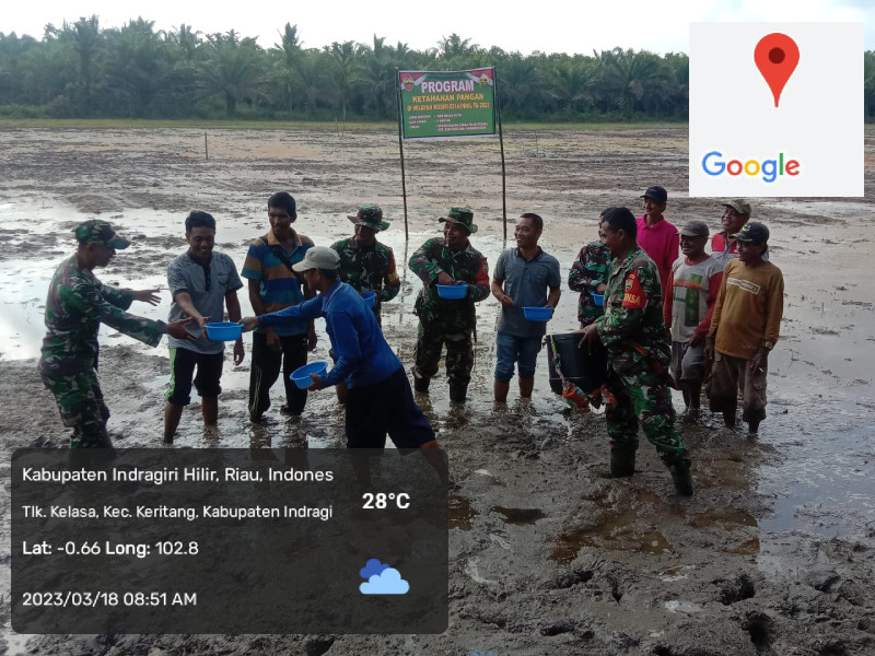 Danramil 09/Kemuning Laksanakan Penaburan Benih Padi