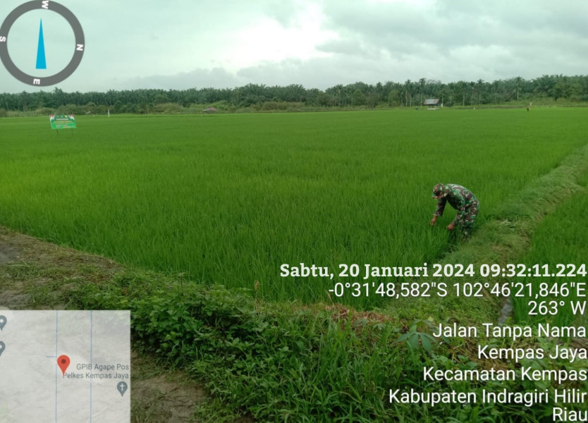 Musim Hujan, Babinsa 03/Tpl Sebagai Pendamping Upsus Rutin Turun Ke Lapangan Pantau Tanaman Padi