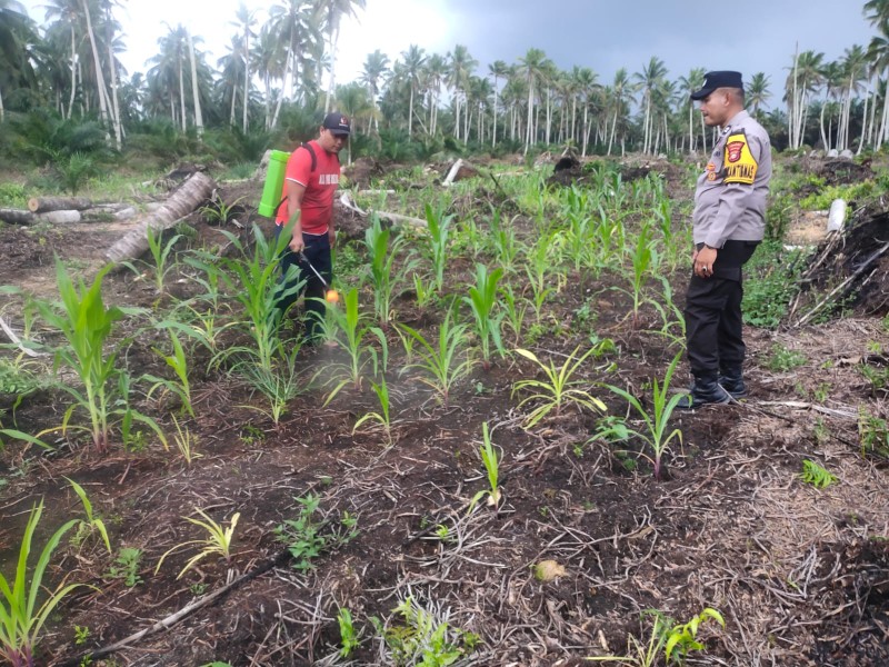 Dukung Asta Cita, Polsek Keritang Pantau dan Rawat Jagung di Dusun Pelangi