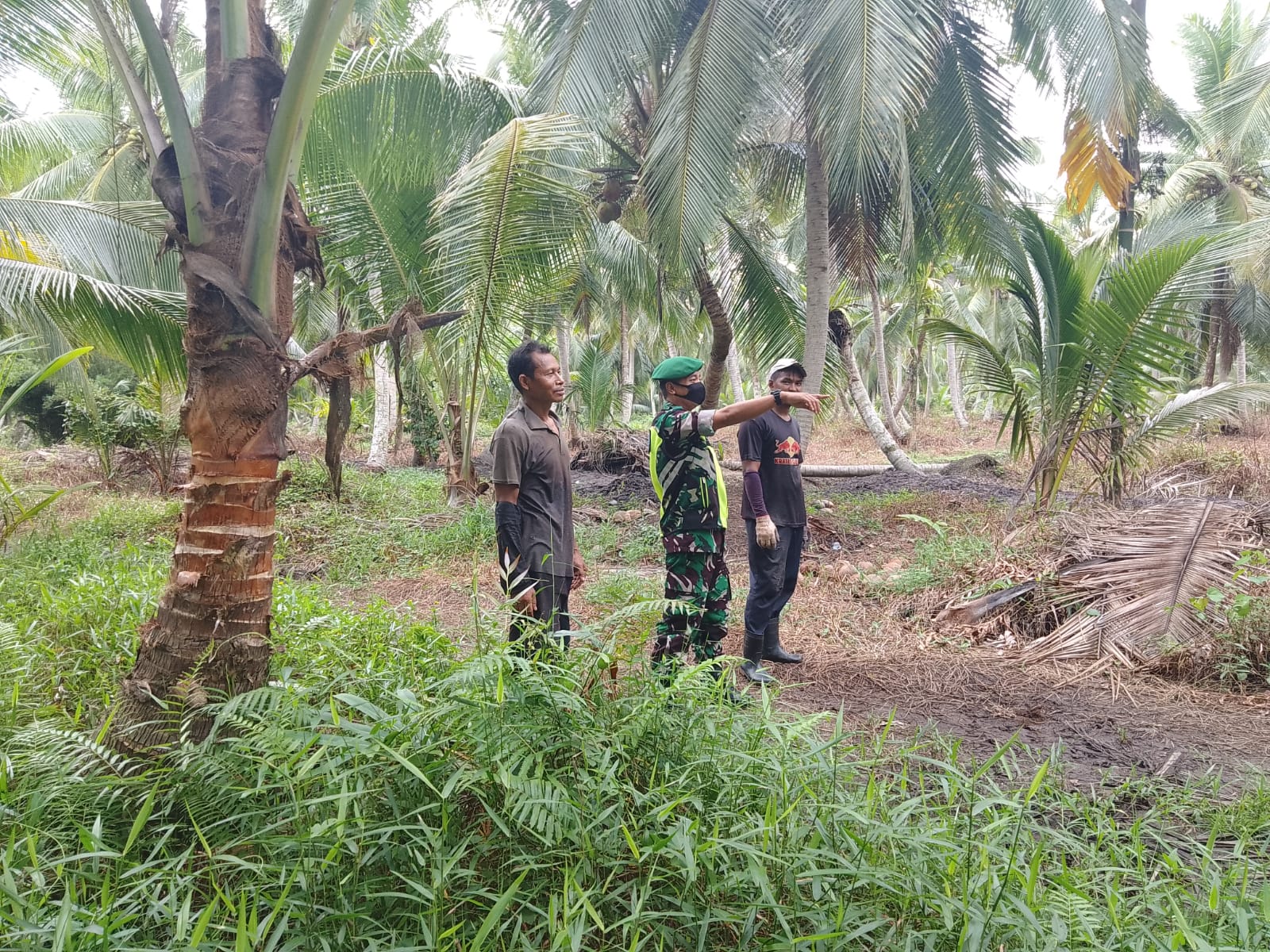 Lindungi Karhutla Oleh Babinsa Koramil 04/Kuindra Bersama Masyarakat Petani Kelapa
