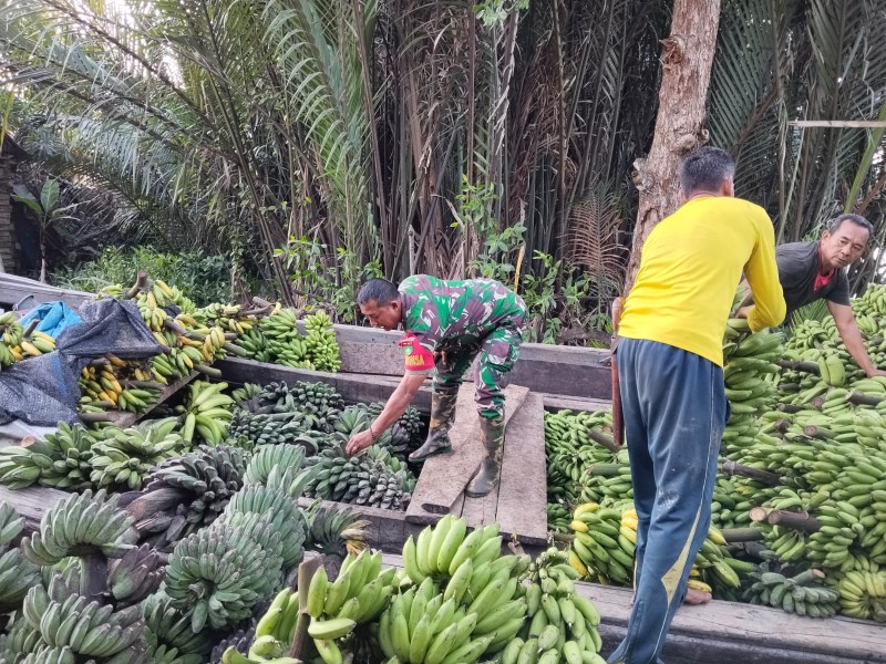 Babinsa Koramil 07/Reteh Bantu Warga Desa Sanglar Bongkar Hasil Panen