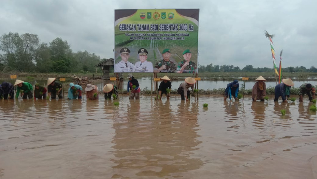 Koramil 03/Tpl Ikuti Tanam Padi Serentak Dalam Rangka Ketahanan Pangan Nasional Diwilayah Kabupaten Indragiri Hilir