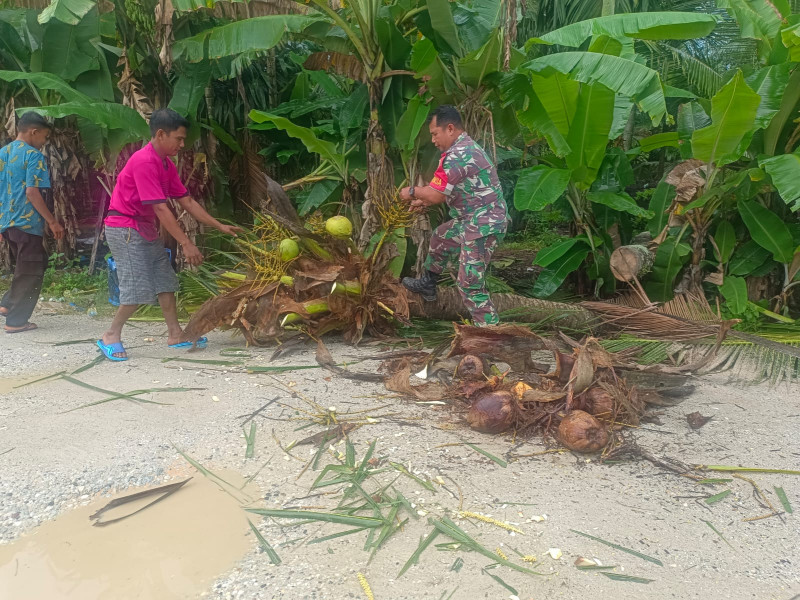 Akibat Hujan, Babinsa Koramil 09/Kemuning Bersama Warga Bantu Pohon Tumbang Yang Menghalangi Jalan