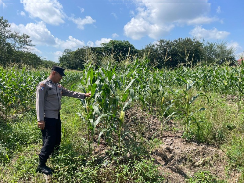 Bhabinkamtibmas Kampung Teluk Merempan Laksanakan Pengecekan Tanaman Jagung Dukung Ketahanan Pangan Nasional